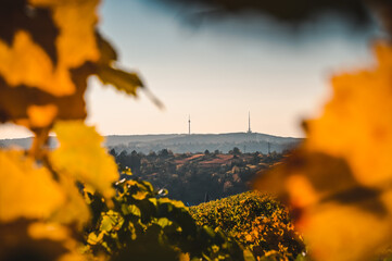 The Stuttgart TV tower at the horizon framed by yellow vineyard leaves during autumn.