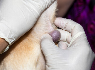 A veterinarian examining a tumor