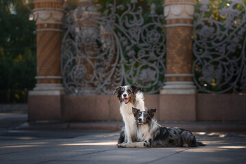 Fototapeta na wymiar two dogs in the city. border collie lies on the curb against the background of the old lattice