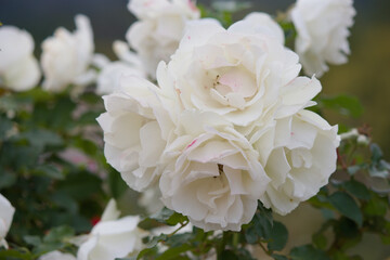 秋の薔薇の花 White Color rose flower that blooms in autumn.