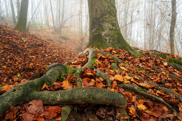 roots of tree and autumn leaves in the forest