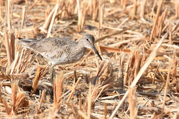 A Willet roams through a field on the Colorado prairie during spring shorebird migration.