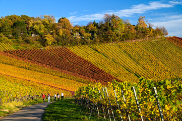 A family walks up a road in the vineyards of Stuttgart, Germany. The vineyards are colored yellow...