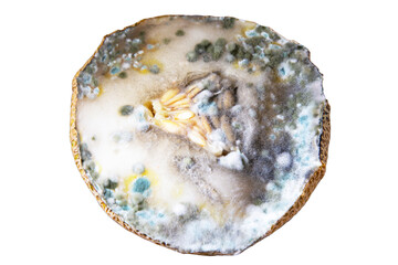 Blue and black mold on melon. Spoiled food. Poisonous fruit.