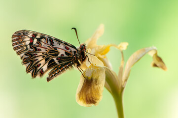 Beautiful butterfly Zerynthia polyxena at dawn in the first rays of the sun on a forest flower