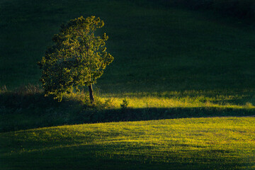 single tree lit in the field