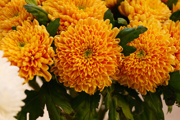 Flowers Astra close-up