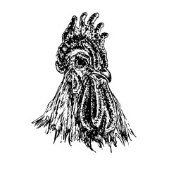 Rooster face portrait, doodle drawing, woodcut style