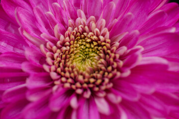 Obraz premium Flowers Astra close-up. Bright pink buds of beautiful Asters. Autumn flowers. PHOTO for computer. Macro photography of flowers