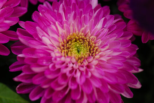Flowers Astra close-up. Bright pink buds of beautiful Asters. Autumn flowers. PHOTO for computer. Macro photography of flowers