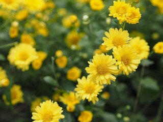 Chrysanthemum indicum Scientific name Dendranthema morifolium, Flavonoids,Closeup pollen of bush yellow flower blooming in garden on blurred of nature background 