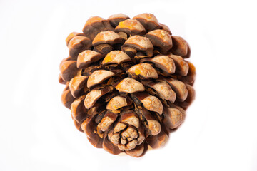  pine cone isolated on white background