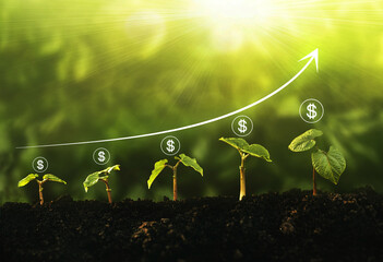 Seedling growing step in garden with dollar icon and chart on sunny background. Concept of business...