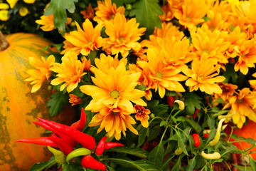 Diverse assortment of pumpkins . Autumn harvest.
