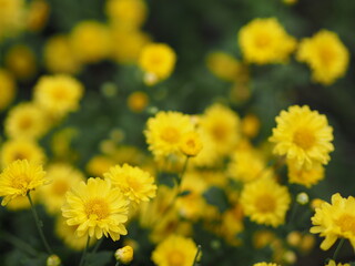 Chrysanthemum indicum Scientific name Dendranthema morifolium, Flavonoids,Closeup pollen of bush yellow flower blooming in garden on blurred of nature background 