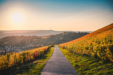 Fototapeta premium Fantastic sunset in the colorful vineyards near Stuttgart, Germany. A straight road leads through this autumnal landscape.