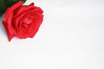 Red rose on a white background, copy space