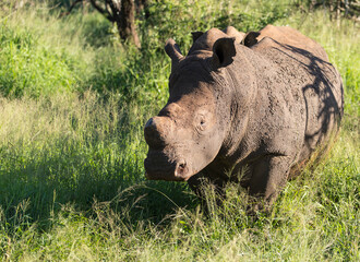 The white rhinoceros or square-lipped rhinoceros is the largest extant species of rhinoceros. Scene at a game drive in National Park South Africa.