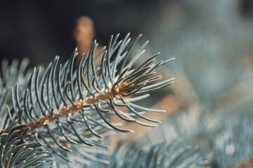 Naklejka na ściany i meble natural background branch blue spruce. Selective focus