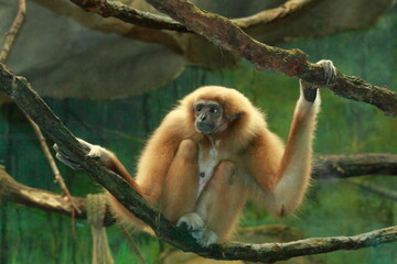 monkey clings to a branch