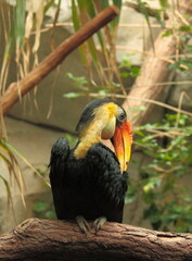 Cockatoo does acrobatics on a branch