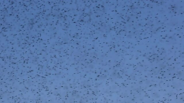 A swarm of midge flies flying across the blue sky