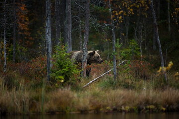 Ursus arctos. The brown bear is the largest predator in Europe. He lives in Europe, Asia and North America. Wildlife of Finland. Photographed in Finland-Karelia. Beautiful picture. From the life of th