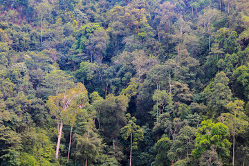 the forest