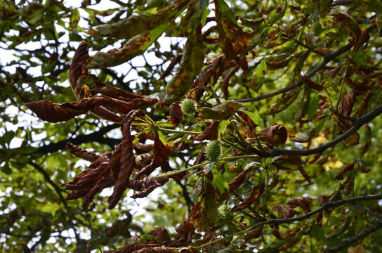 Leaves of the chestnut tree, infested by the chestnut mining moth