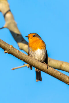 Robin redbreast ( Erithacus rubecula) bird a British garden songbird with a red or orange breast often found on Christmas cards and showing a clear blue sky, stock photo image