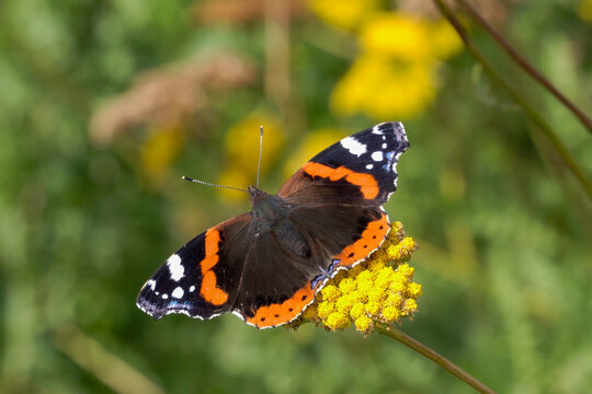 Red Admiral butterfly (Vanessa atalanta) resting on a yellow Achillea filipendulina 'Gold Plate' flower plant during the summer season, macro close up stock photo image