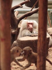 Baboon family grooming in the park