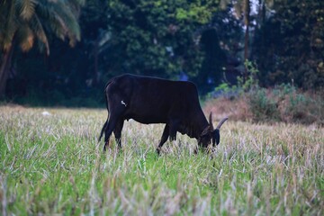 black and white cow in field