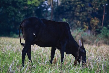 Fototapeta premium cow in the field
