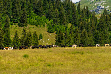 Fototapeta na wymiar Cows in a valley in Bucegi mountains, Bucegi national Park, Romania