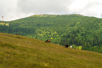 Obraz premium Cows in a valley in Bucegi mountains, Bucegi national Park, Romania