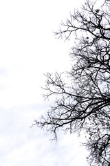 branch of a tree in the white background