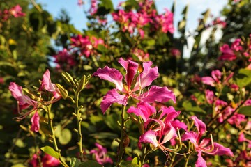 pink flowers in the garden