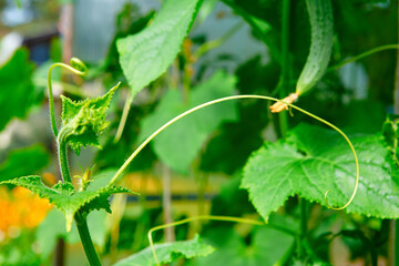 A close up of a tendril growing on a cucumber plant. The plants in the greenhouse non-GMO, vegetarian food