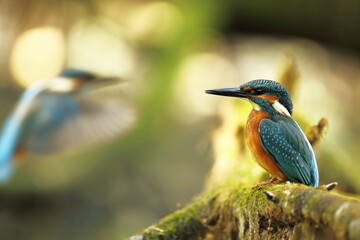 Alcedo atthis. It occurs throughout Europe. Looking for slow-flowing rivers. And clean water. The wild nature of Europe. Free nature. Photographed in the Czech Republic. Beautiful nature photos. A rar