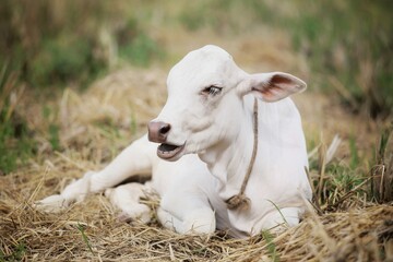 A small calf is lying on the grass. State Of Goa. India