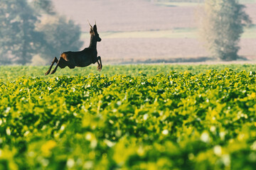 A deer jumps in a field of young rape. © Anna