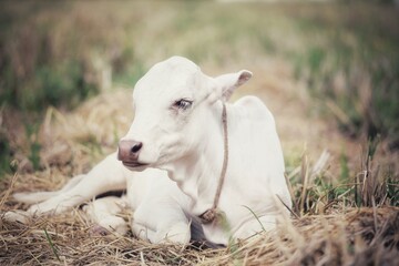 A small calf is lying on the grass. State Of Goa. India © Mike Uteshev