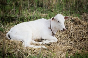 Fototapeta premium A small calf is lying on the grass. State Of Goa. India