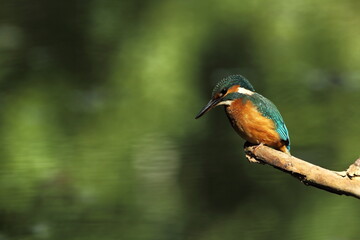 Alcedo atthis. It occurs throughout Europe. Looking for slow-flowing rivers. And clean water. The wild nature of Europe. Free nature. Photographed in the Czech Republic. Beautiful nature photos. A rar