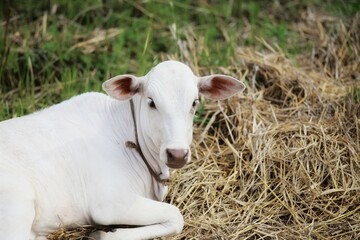 Portrait of a white calf. State Of Goa. India