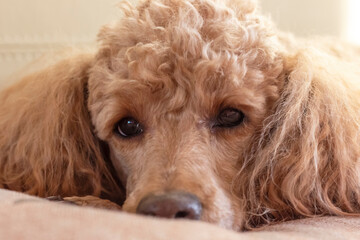 Sad eyes of a poodle lying on the bed, close-up.