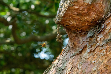 二ホンミツバチvsキイロスズメバチ！
二ホンミツバチの巣に近づいたキイロスズメバチ。
単独では勝ち目のない二ホンミツバチは力を合わせて対決します。
