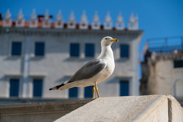 Seagull siting at the Rialto bridge in Venice, Italy