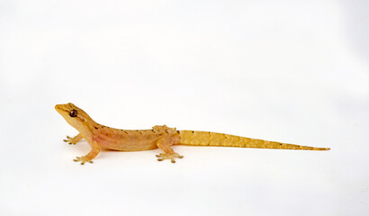 Jungferngecko // Smooth-scaled gecko (Lepidodactylus lugubris)